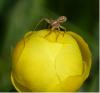Xysticus sp.
